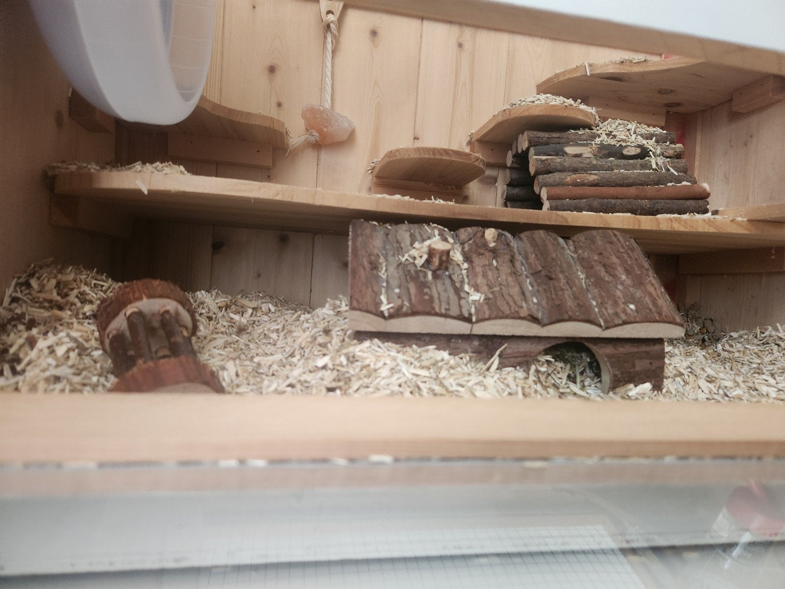 Goudhamster hand tam, plus kooi, Dieren en Toebehoren, Hamster, Mannelijk, Januari, Tam
