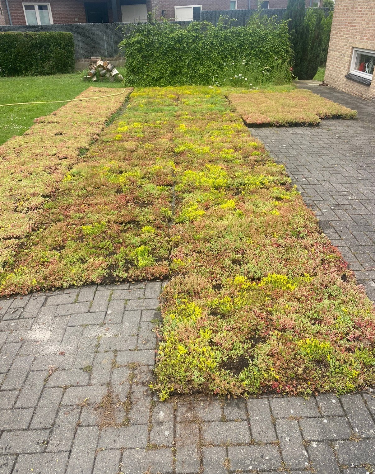 Sedum matten voor bodembedekker in uw tuin 80x120 cm, Ophalen of Verzenden, Volle zon