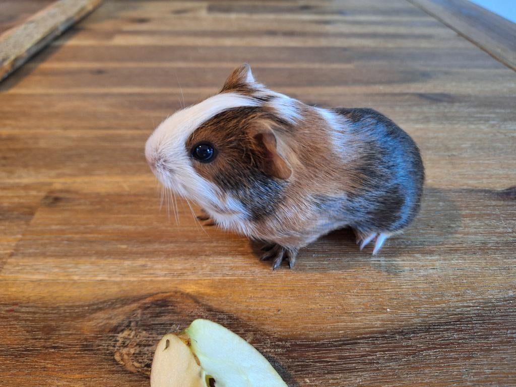 Cavia mannetje (Beertje) te koop, April, Mannelijk, Cavia
