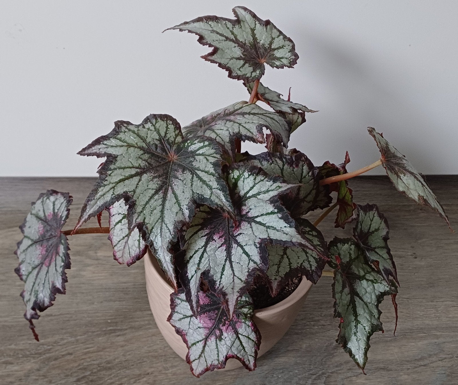 Mooie Begonia in leuke zandkleurige sierpot.
Een mooie plan, Ophalen, Overige soorten, Halfschaduw, In pot