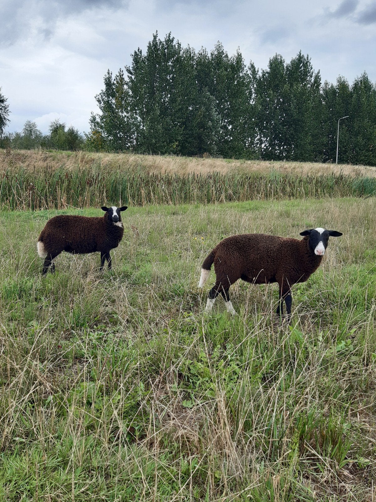 Schoonebeker jonge ooien / kruising Nederlands bont, Vrouwelijk, Schaap, 0 tot 2 jaar