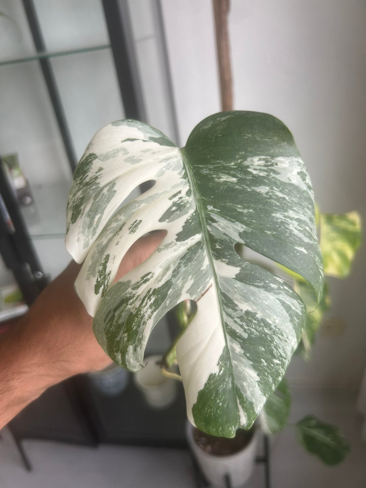 Monstera albo variegata stekjes 12€ per stek, Huis en Inrichting, Kamerplanten, Ophalen of Verzenden, Halfschaduw, Minder dan 100 cm