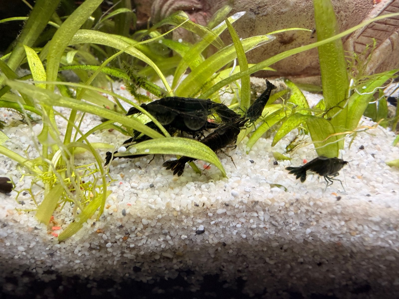 Groene jade garnalen, Kreeft, Krab of Garnaal, Zoetwatervis, Schoolvis