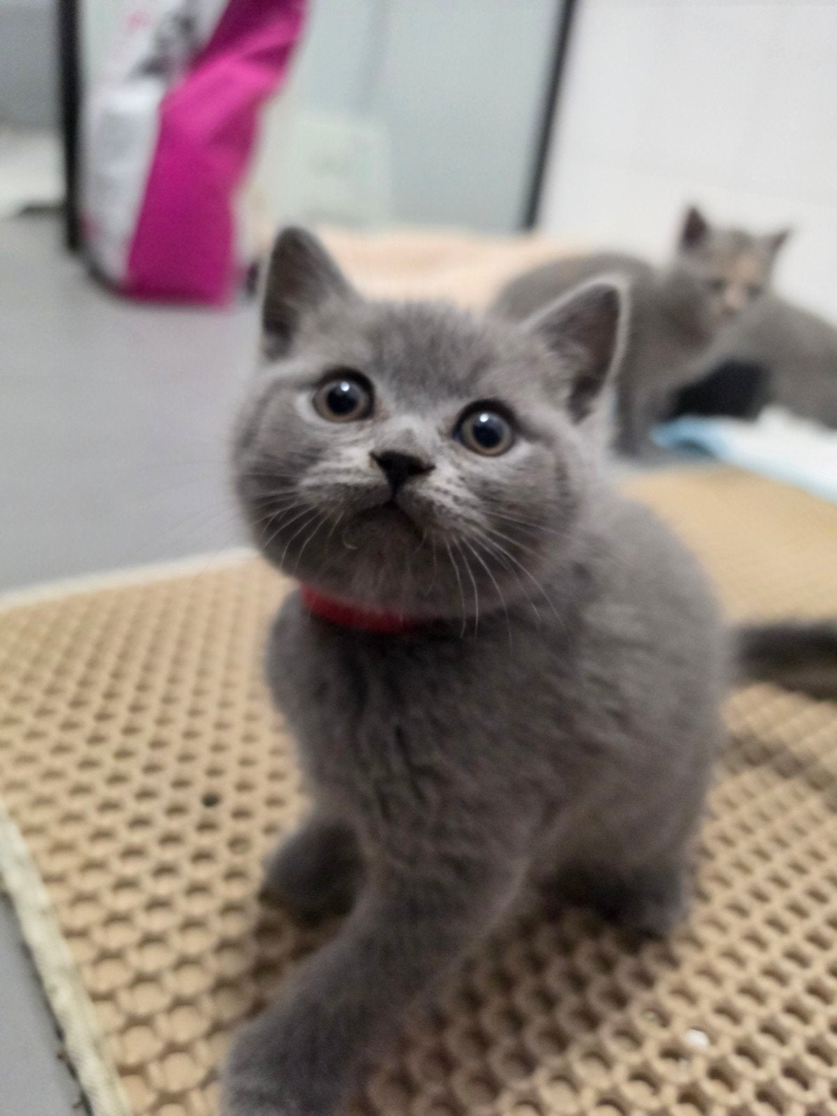 britse korthaar kittens, Dieren en Toebehoren