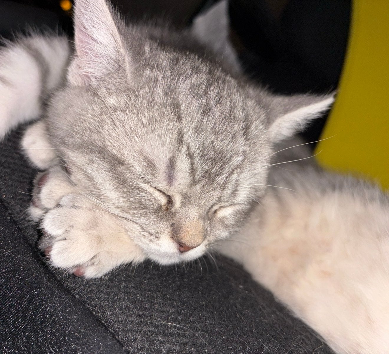 !Jonge kater Britse kort haar te koop!, Dieren en Toebehoren, Kater, 0 tot 2 jaar