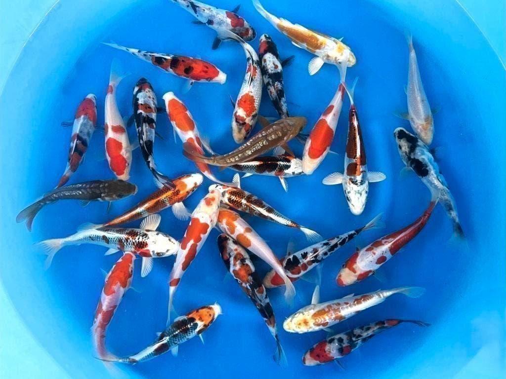 Jonge Japankoi al van af 9,95 p/st de keus is reuze!, Dieren en Toebehoren, Vissen | Vijvervissen, Karper of Koi