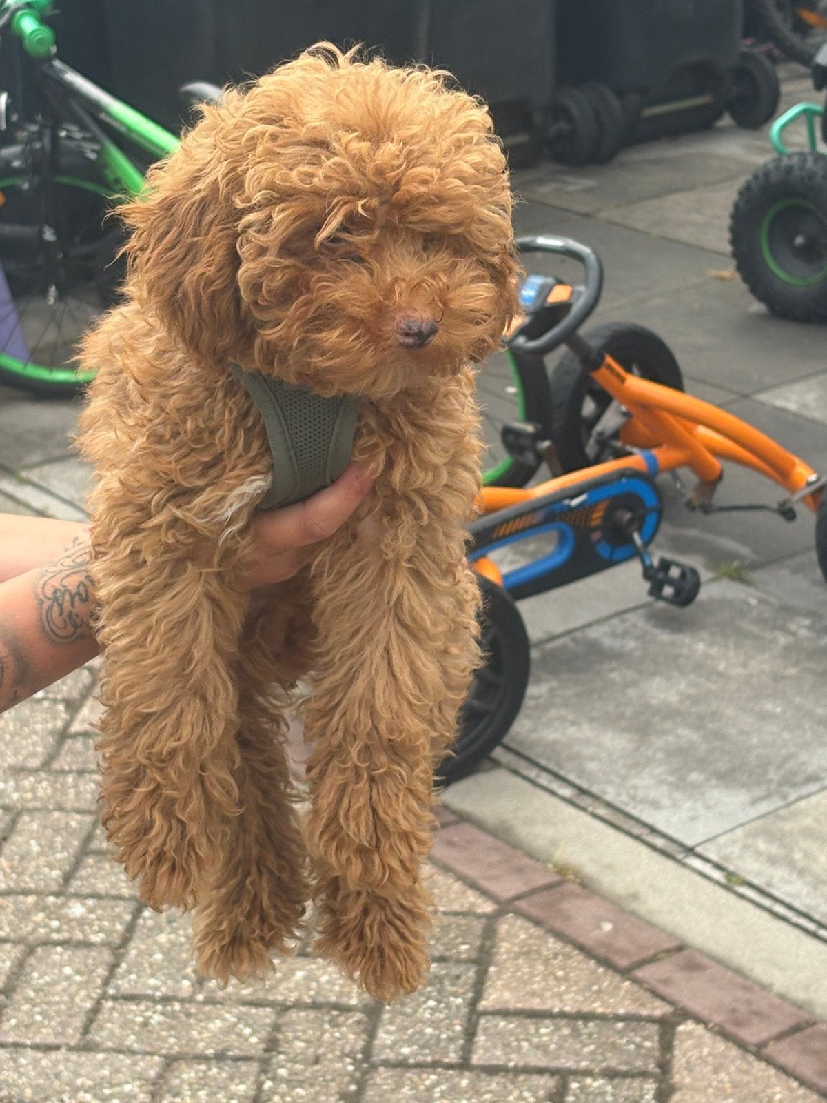 Toy poedel reu, Dieren en Toebehoren, Honden | Niet-rashonden, 15 weken tot 1 jaar, Reu, Eén hond, Middel