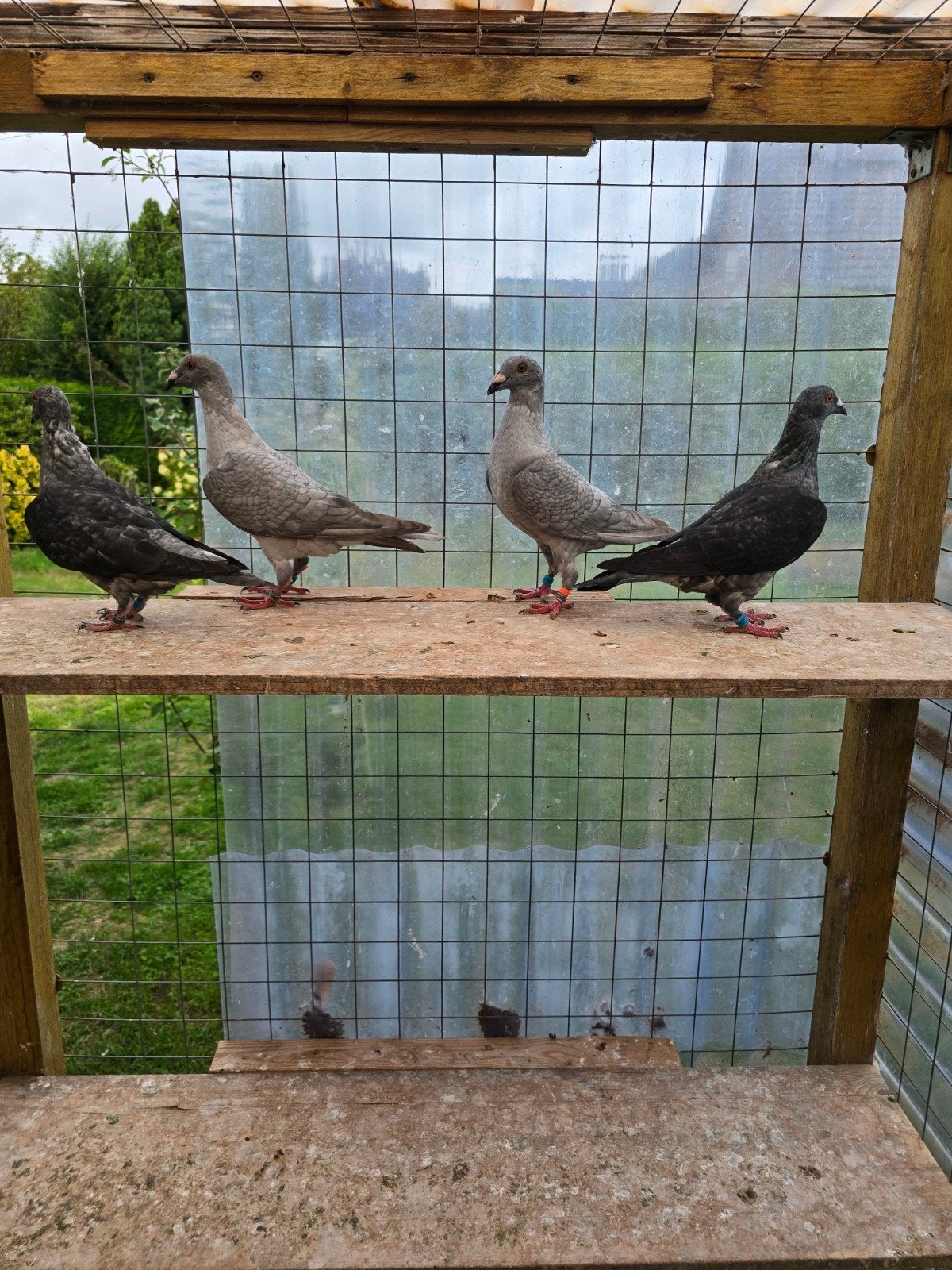 Opal spread postduiven duiven te koop, Dieren en Toebehoren, Vogels | Duiven, Meerdere dieren, Postduif