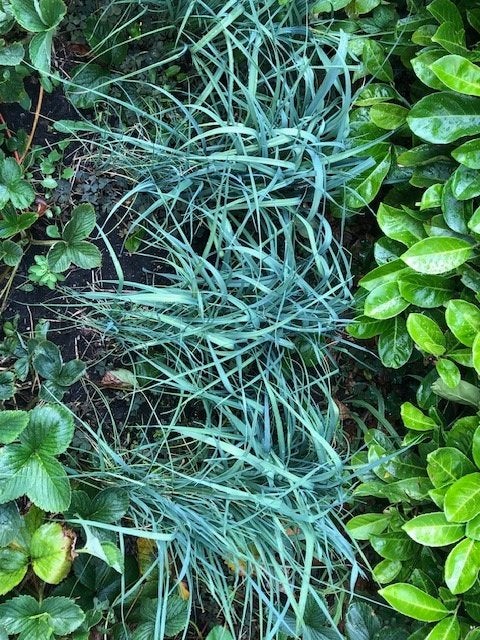 mooie preiplanten, Tuin en Terras, Ophalen, Eenjarig, Groenteplanten, Volle zon
