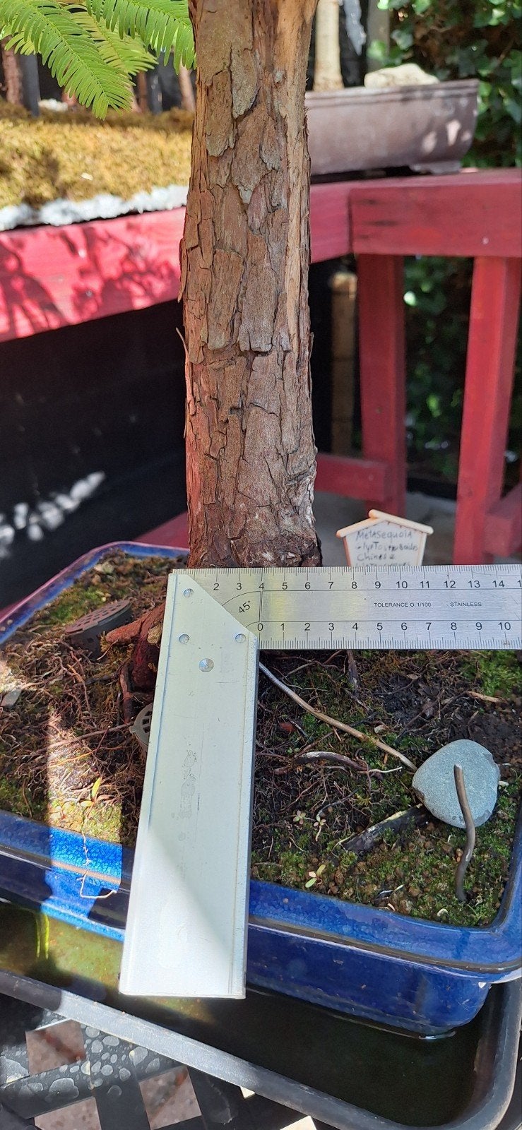 Metasequoia Bonsai 75cm  (Chin. Watercipres) met Jin, Tuin en Terras, Ophalen of Verzenden, Bloeit niet, Overige soorten, Halfschaduw