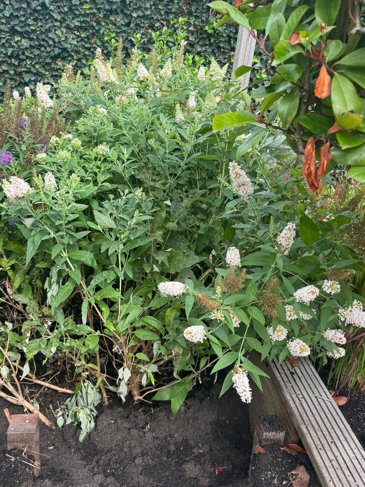 Buddleja petit, Tuin en Terras, Ophalen, Overige soorten, Minder dan 100 cm