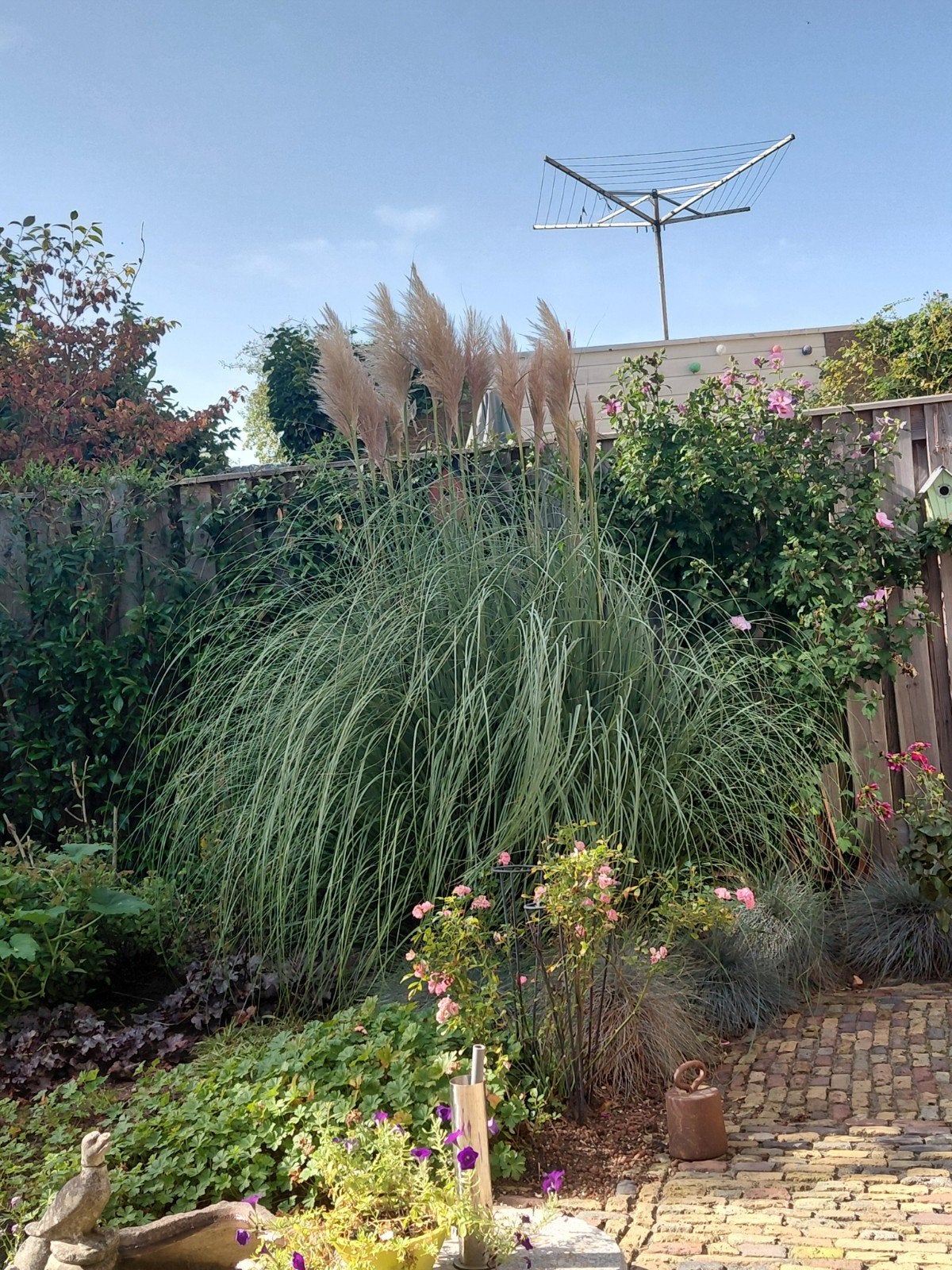 GROTE PALMGRAS STRUIK NU AL MOOI VOORZIEN V PLUIMEN, Ophalen of Verzenden, Overige soorten