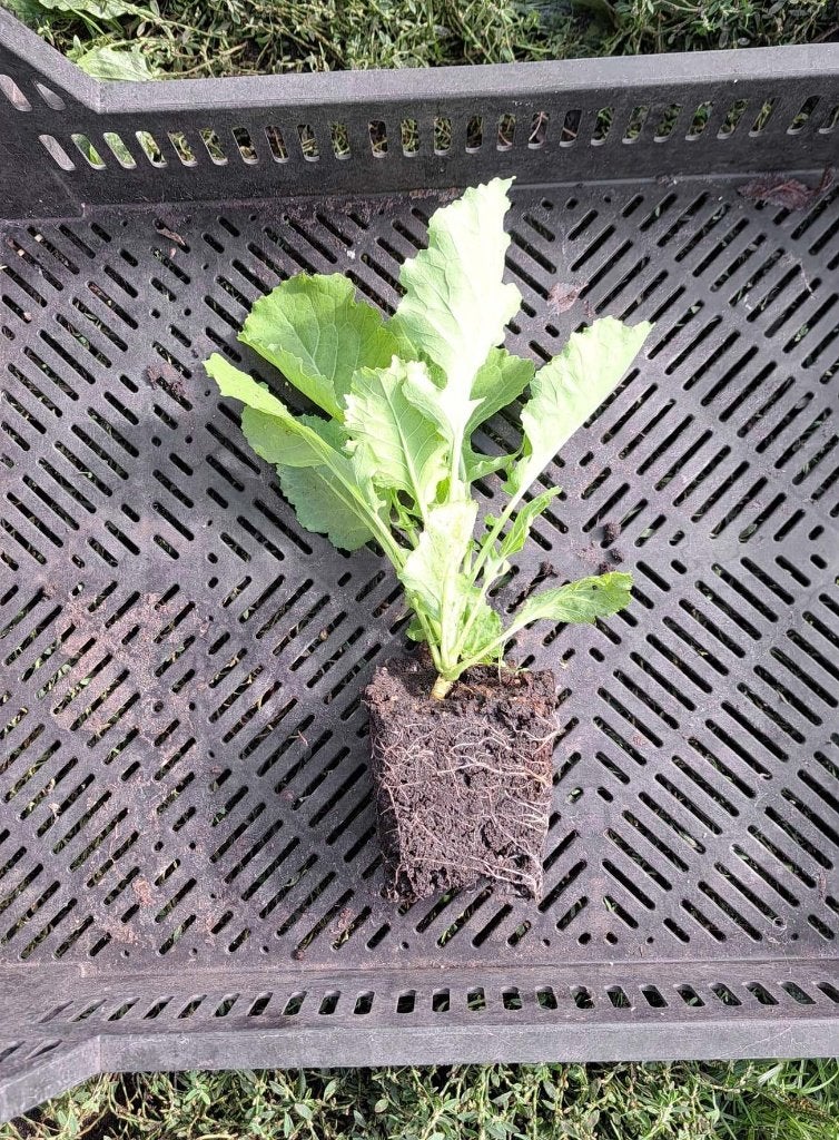 Biologische planten eeuwig moes, Ophalen of Verzenden, Eenjarig, Groenteplanten, Volle zon