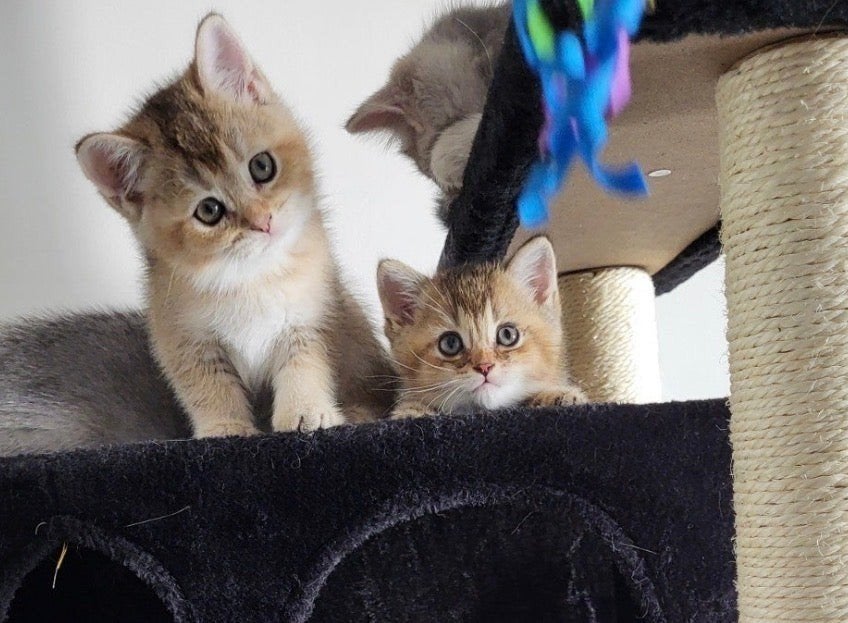 100% Britse Korthaar kittens Golden & Silver Shaded 850 €, Meerdere dieren, Met stamboom