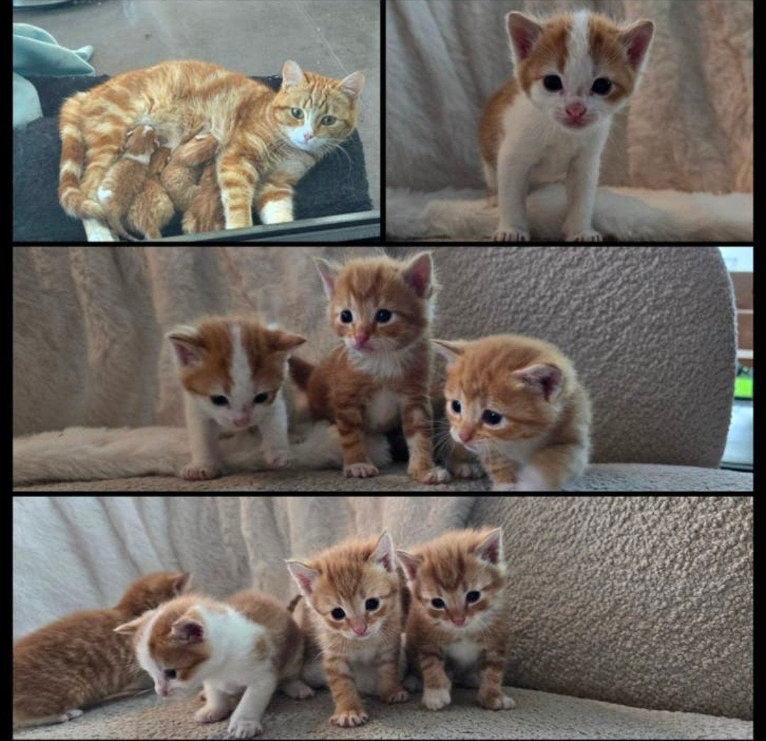 kittens oranje poesjes super lief!, Meerdere dieren, Kortharig, 0 tot 2 jaar