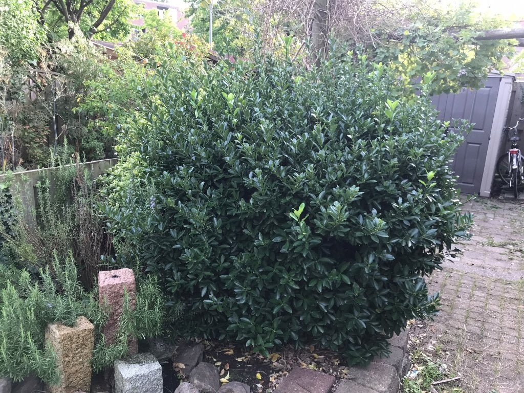 Gratis 3 struiken – Japanse hulst, jeneverbes, schijnhulst, Ophalen, Hulst, Struik, 100 tot 250 cm