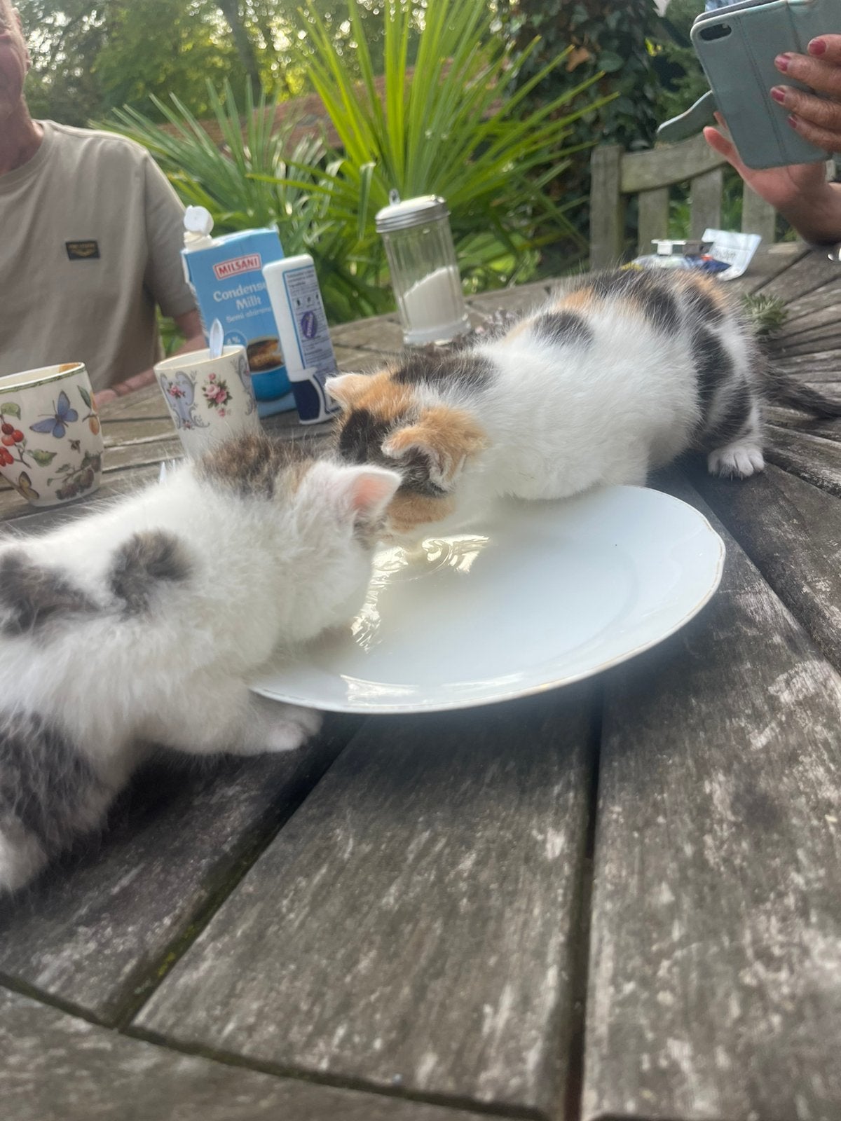 Twee kittens, Dieren en Toebehoren, Poes, Kortharig