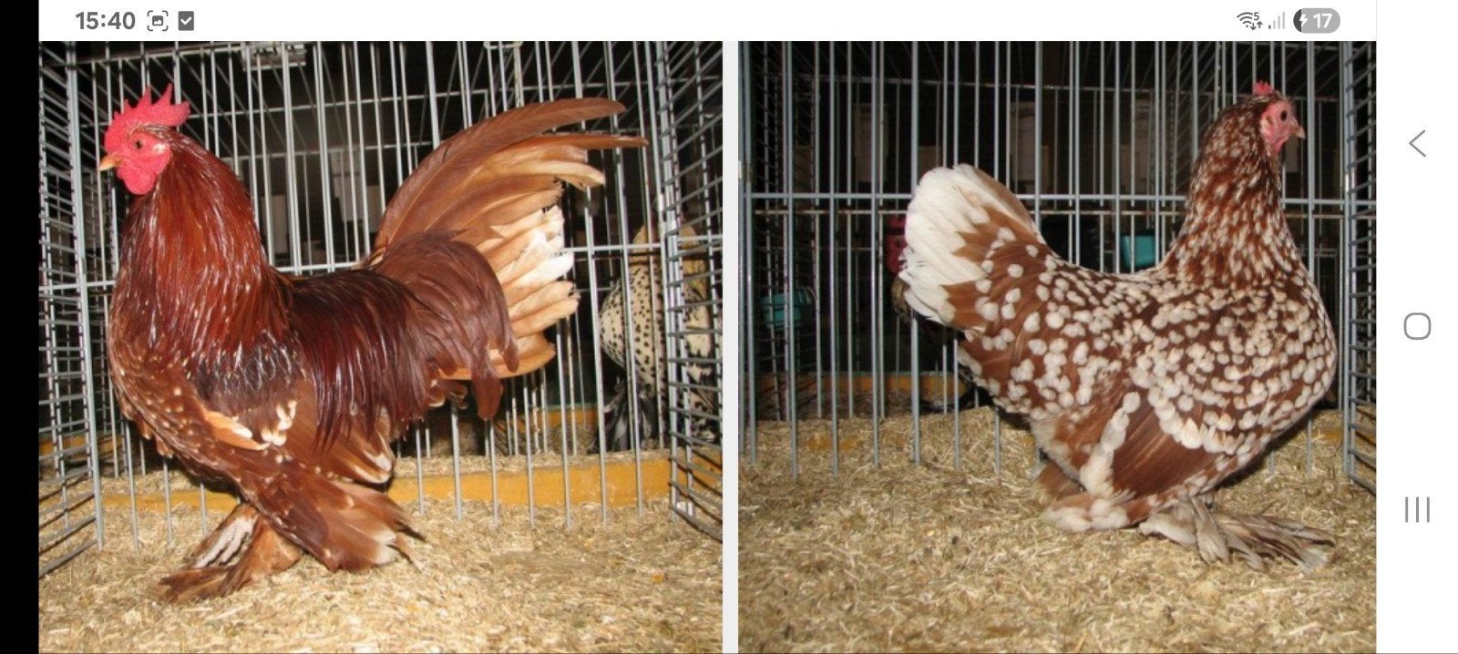gezocht broedeieren sabelpootkriel, Meerdere dieren, Kip