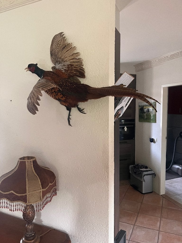 Fazant opgezet, Ophalen, Zo goed als nieuw, Vogel, Opgezet dier