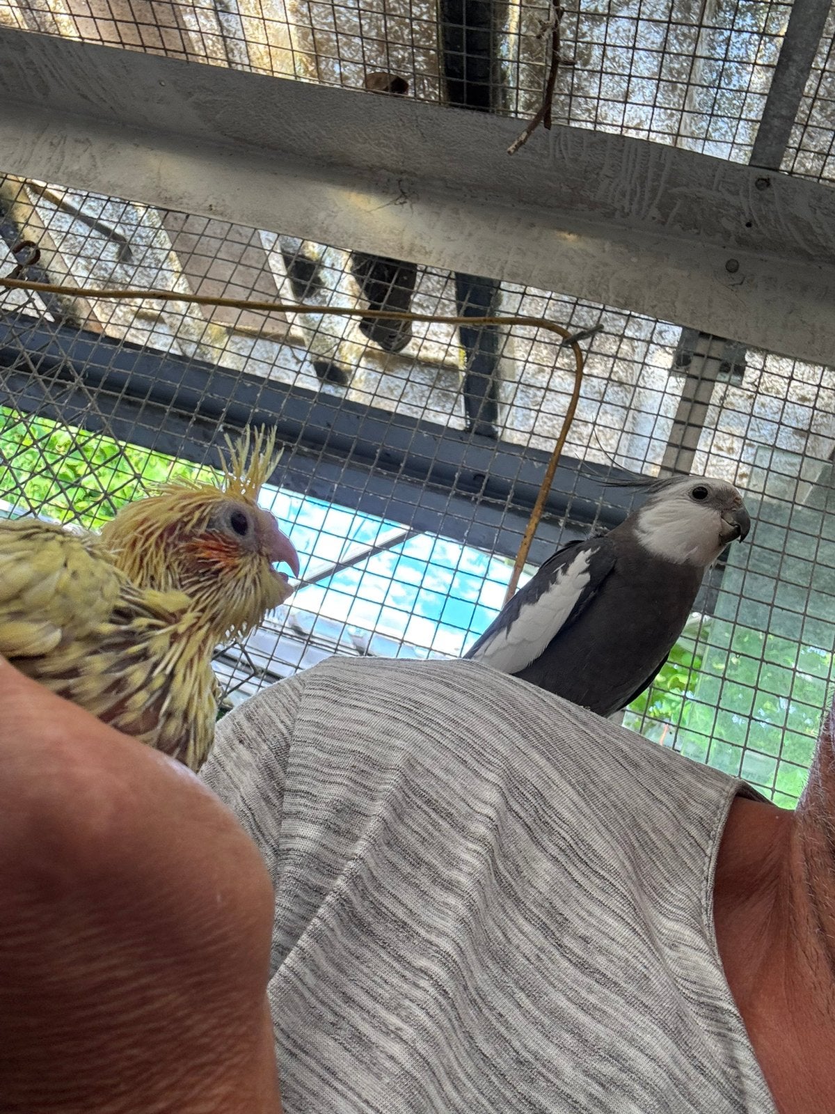 Valk parkieten, Dieren en Toebehoren, Meerdere dieren, Parkiet