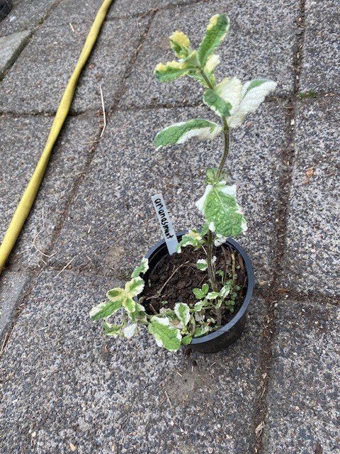 ananasmunt plantje, Tuin en Terras, Ophalen, Vaste plant, Kruiden, Volle zon