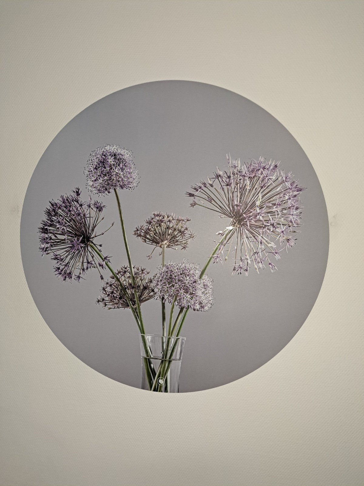 Wandcirkel Allium bloemen - Plexiglas - Ø 80cm, Ophalen, Nieuw, Kunststof, Wandcirkel