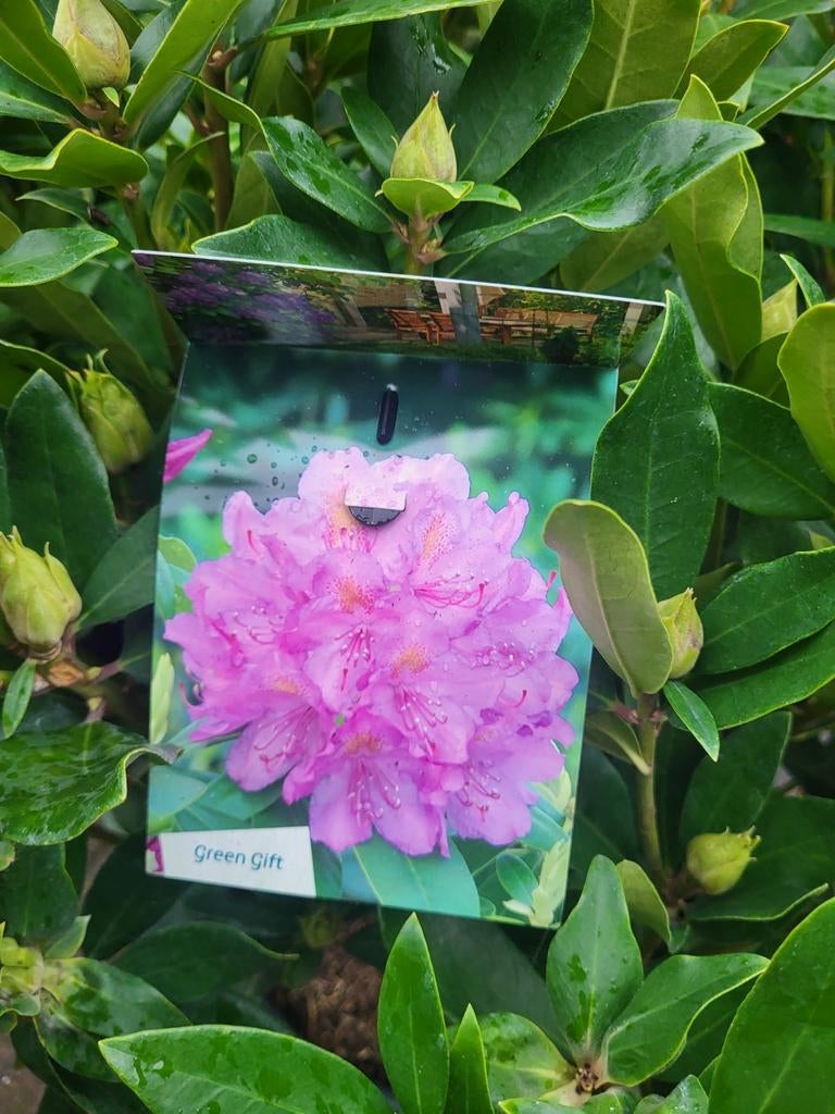 Mooie grote rhododendrons in diverse kleuren, Ophalen of Verzenden, Overige soorten, Volle zon