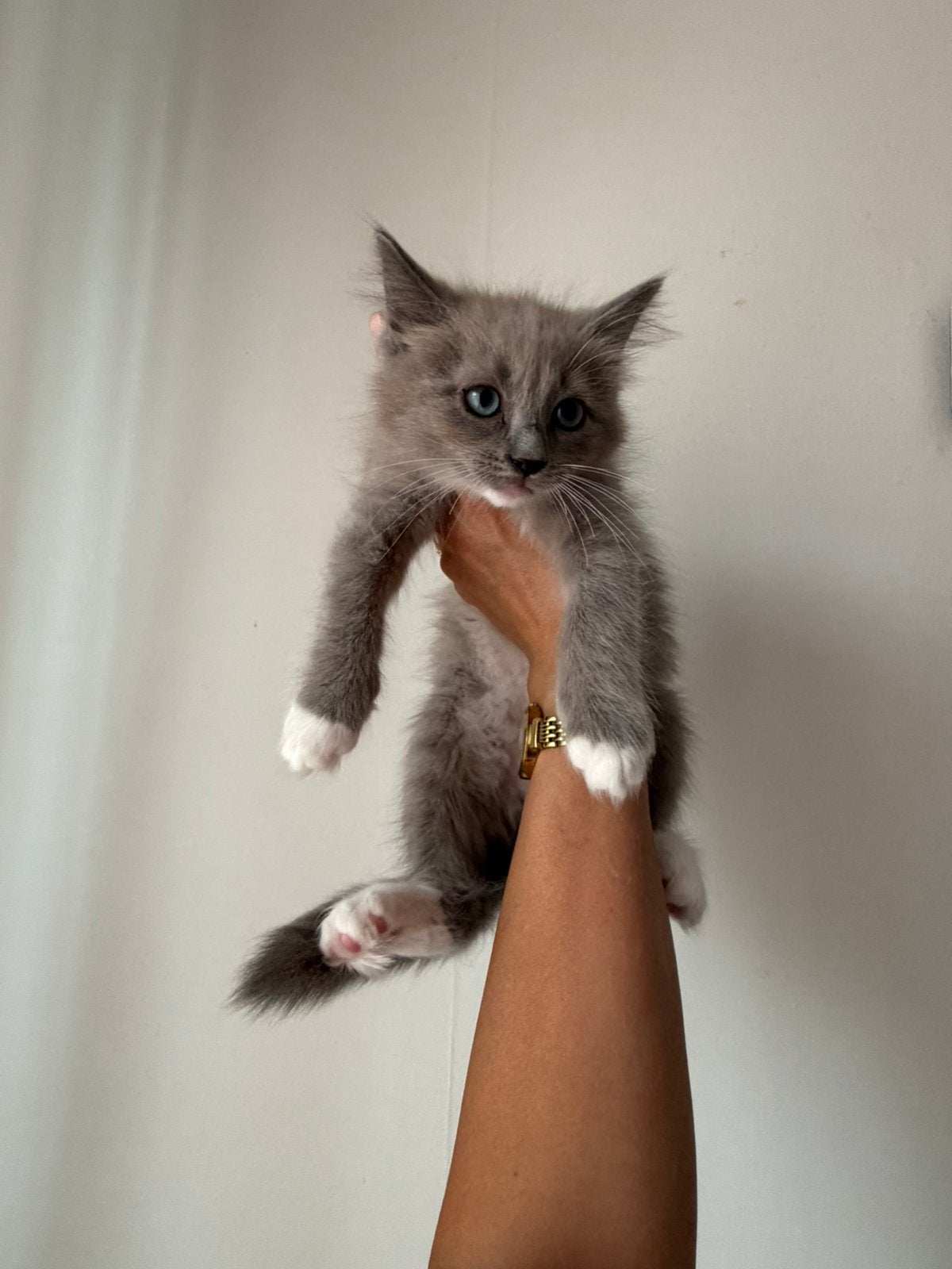 Ragdoll kittens, Dieren en Toebehoren, Katten en Kittens | Raskatten | Langhaar, Poes, Ontwormd