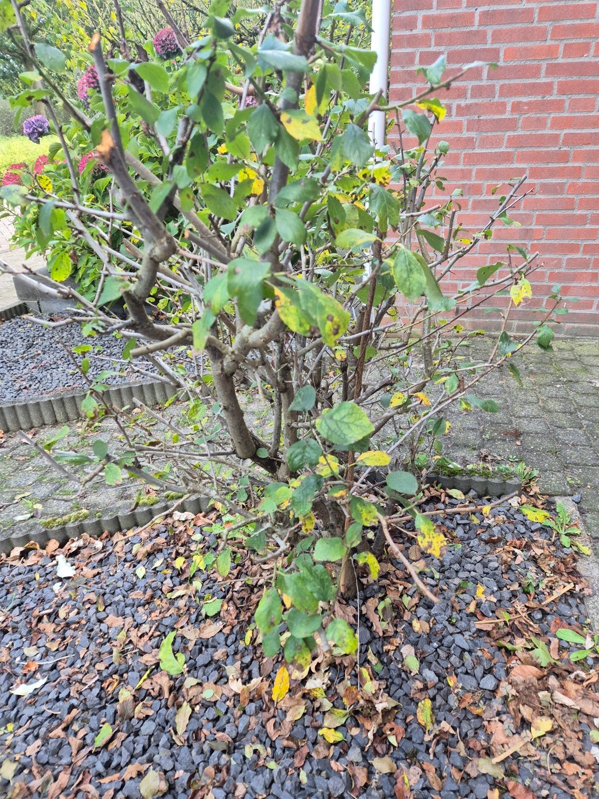 Gratis af te halen: Diverse struiken en pruimenboom, Ophalen, Overige soorten, 100 tot 250 cm