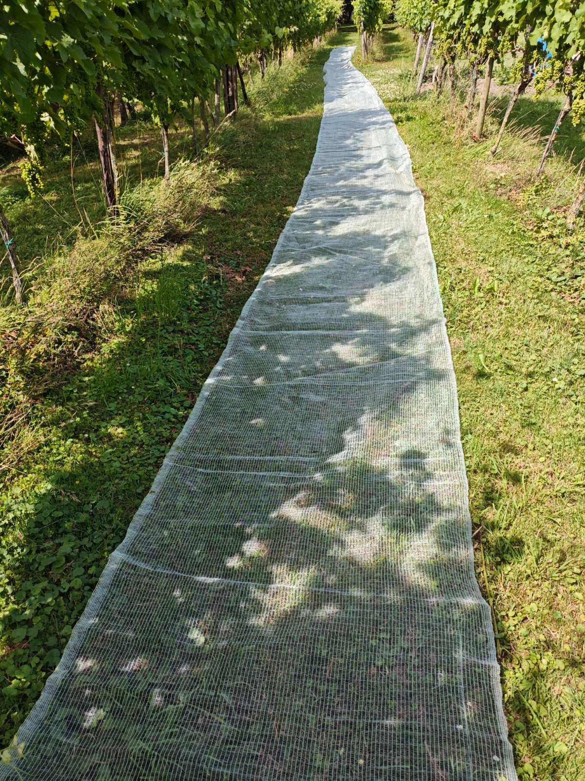 Vogelnetten voor wijngaard of tuin - 66 meter, Ophalen of Verzenden, Nieuw