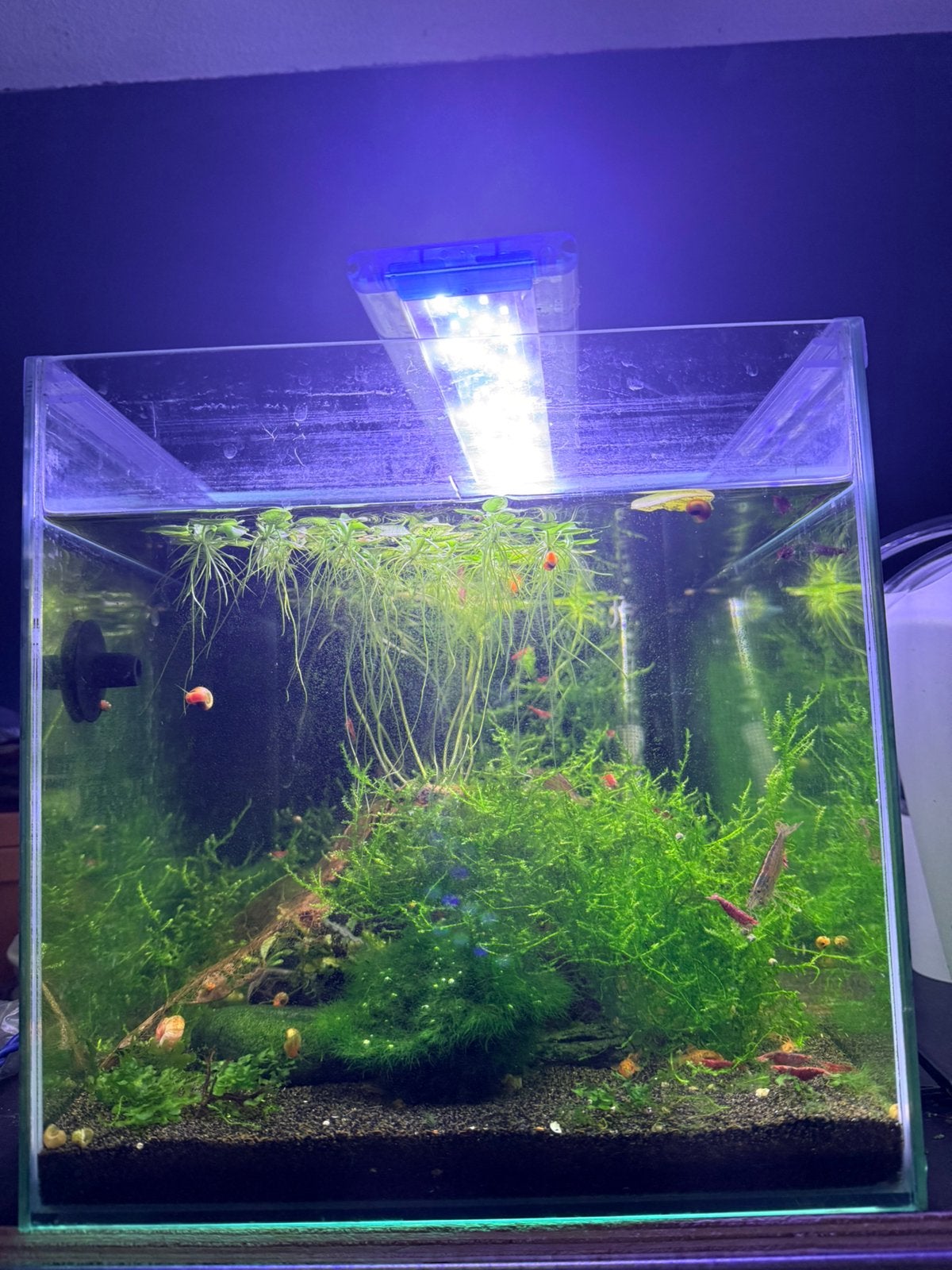 Mooi 45 cm aquarium, Ophalen, Zo goed als nieuw, Leeg aquarium