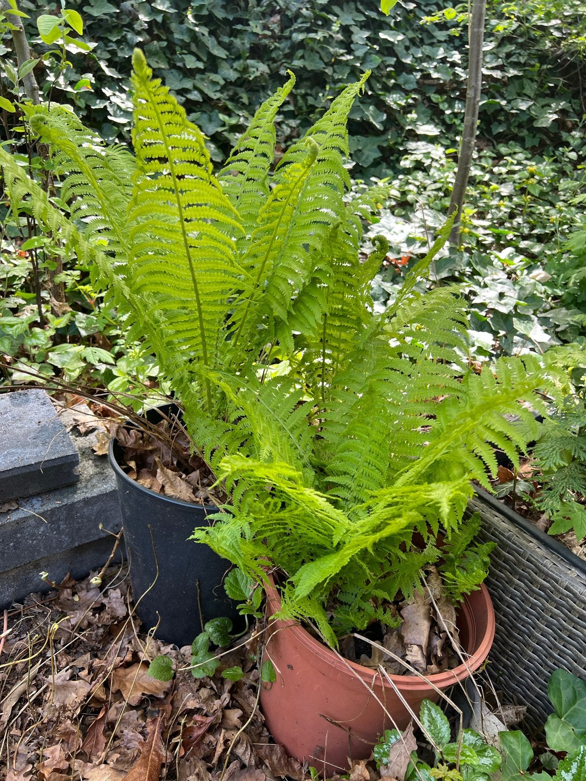 5 Varens - Ideaal voor schaduwrijke plekken, Tuin en Terras, Planten | Tuinplanten, Vaste plant, Varens, Ophalen of Verzenden