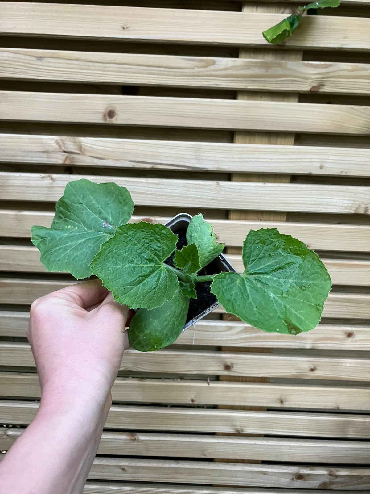 Pompoen flespompoen plant moestuin, Tuin en Terras, Planten | Tuinplanten, Ophalen, Eenjarig, Groenteplanten, Volle zon