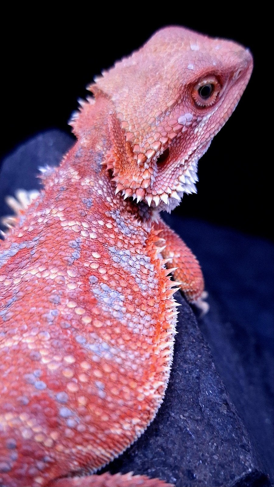 Red Hypo Blue Tiger Baardagaam Man veel blauw ! Bearded Dragon photo 4