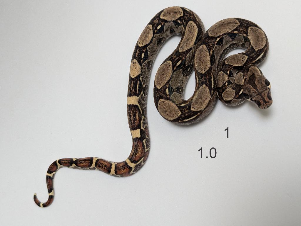 Bci snakes Motley anery, Slang, 0 tot 2 jaar