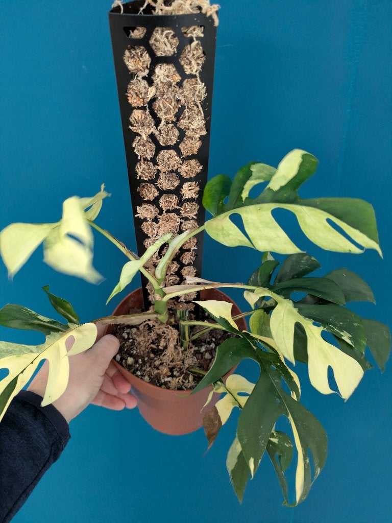 Raphidophora Tetrasperma variegata stek, Ophalen of Verzenden, Halfschaduw, Minder dan 100 cm
