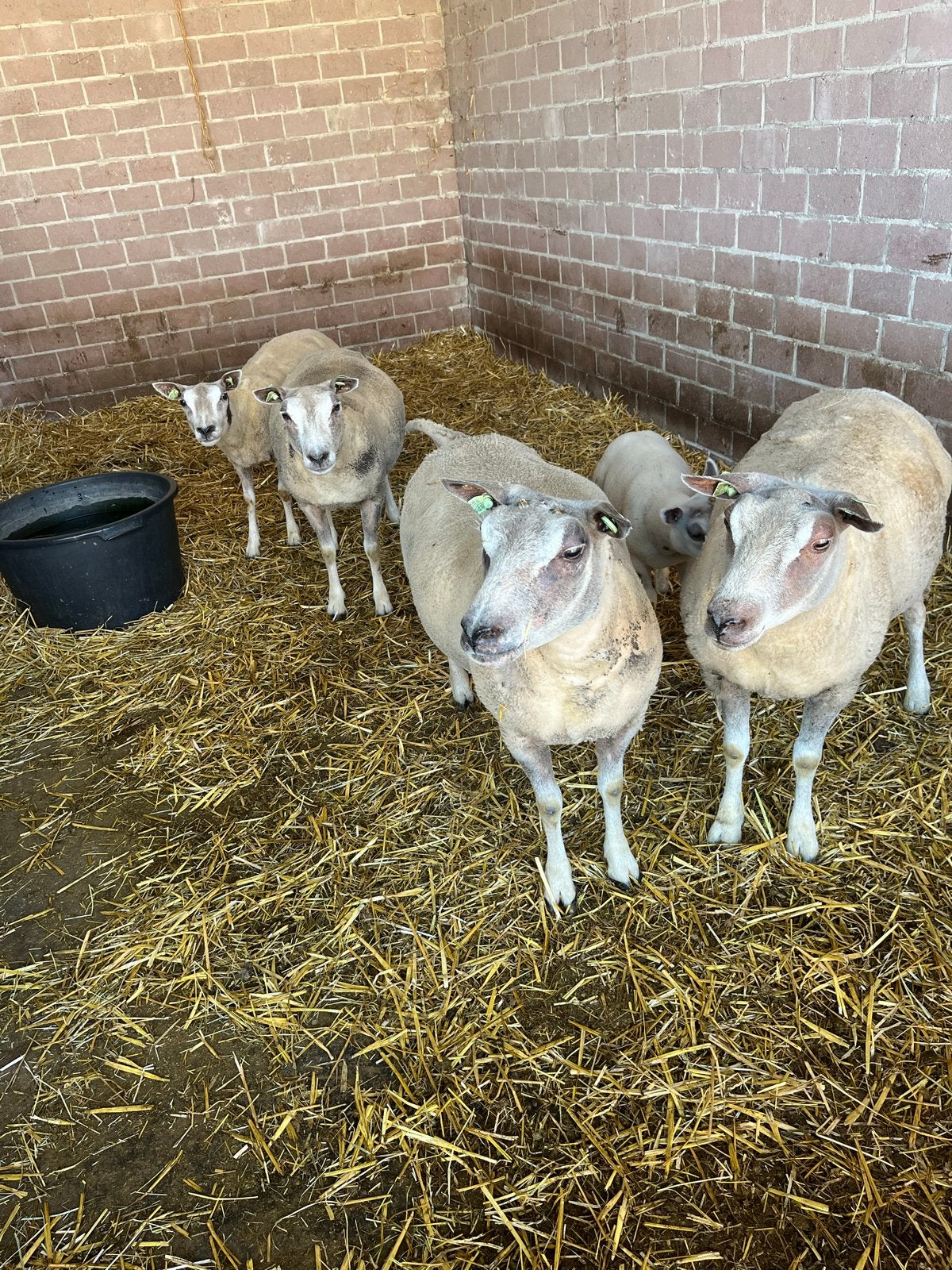 Schapen, Meerdere dieren, Schaap