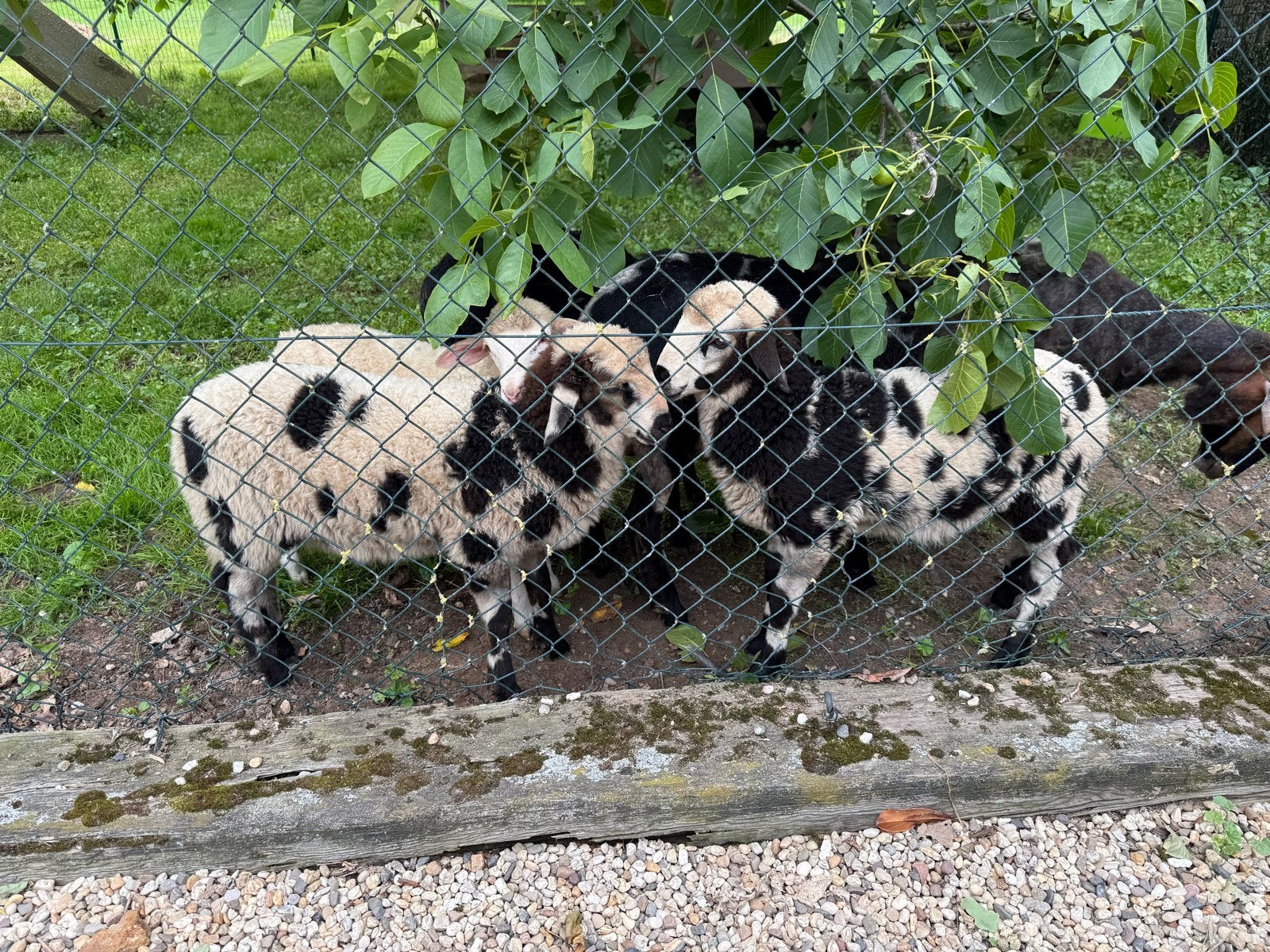 1 ramlam en 1 ooi, Dieren en Toebehoren, Meerdere dieren, Schaap, 0 tot 2 jaar