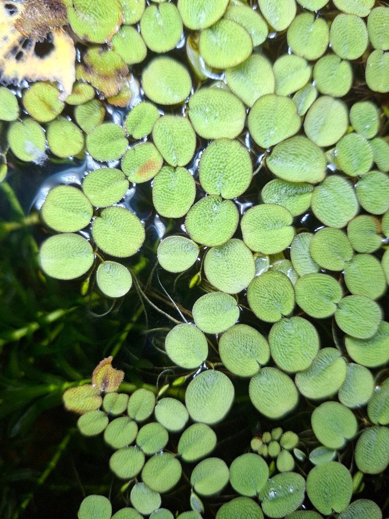 Salvinia Minima drijfplanten 20 stuks, Ophalen, Nieuw, Plant(en), Steen of Hout