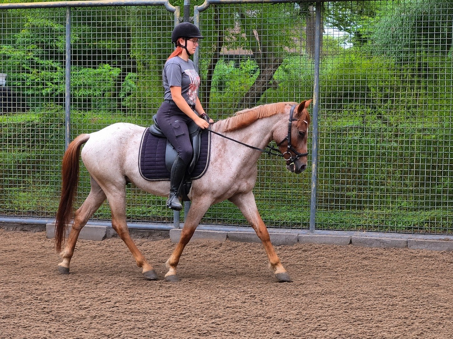 5 jarige roan ruin , zeer brave c pony , shetlanders, Dieren en Toebehoren, Merrie, Met stamboom