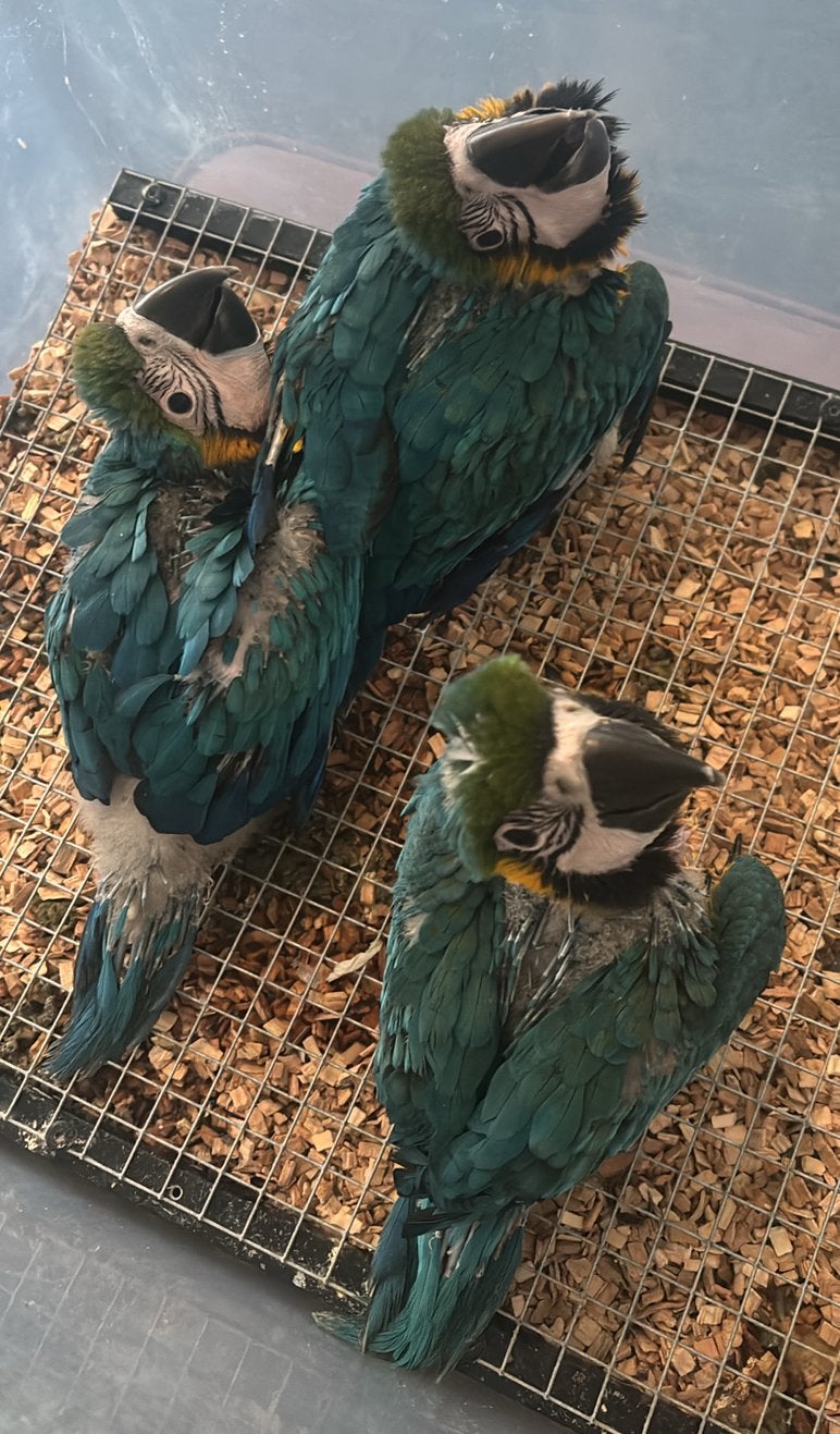 Blauw gele ara kuikens, Meerdere dieren, Papegaai, Tam