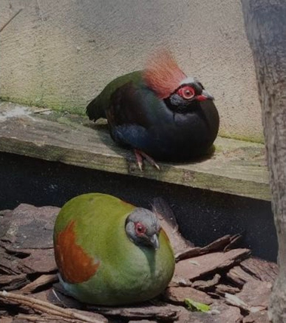 koppels jonge roul rouls, Dieren en Toebehoren, Meerdere dieren
