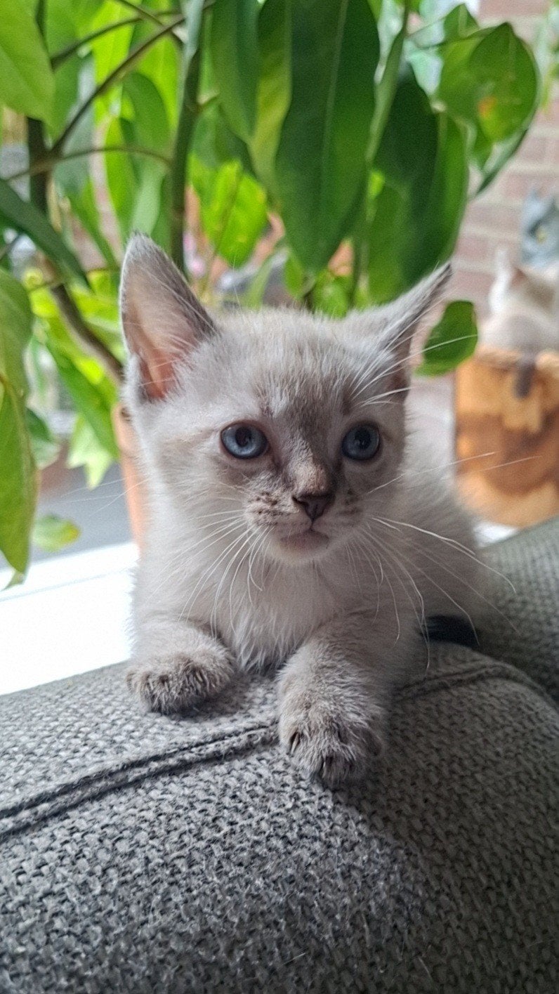 siameesjes tabby point kittens, Meerdere dieren, Ontwormd, 0 tot 2 jaar