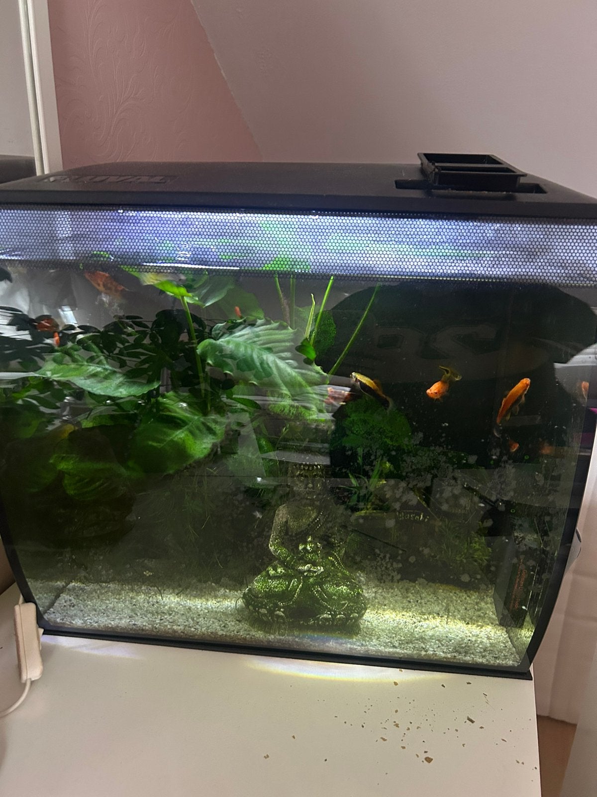 Volledig Aquarium met vissen, pomp, filter en benodigdheden, Ophalen, Gebruikt, Gevuld zoetwateraquarium, Inclusief vissen