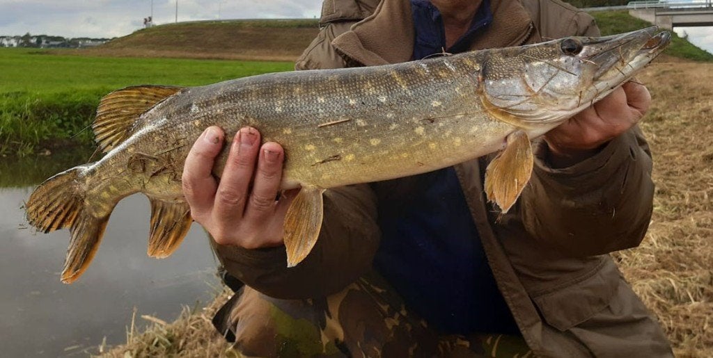 Snoekstreamer D 5 met 2 dreggen voor Spinhengel Baitcaster, Ophalen, Nieuw, Complete set