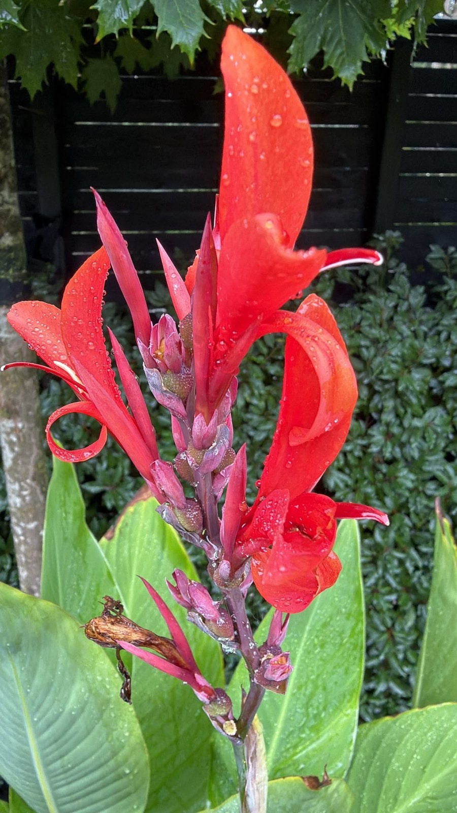Canna musafolia - Banana canna in grote pot - incl. pot, Volle zon, Vaste plant, Zomer, Ophalen