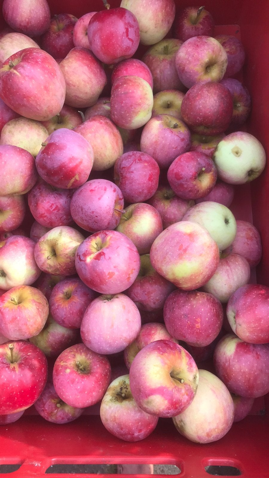 Versgeplukte appels elstar, Ophalen