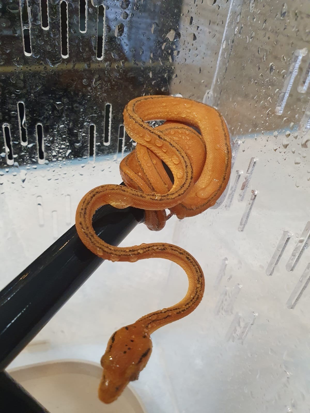 serpent Corallus Hortulanus Tiger caramel , parents sélect, Dieren en Toebehoren, Slang, Tam, 0 tot 2 jaar
