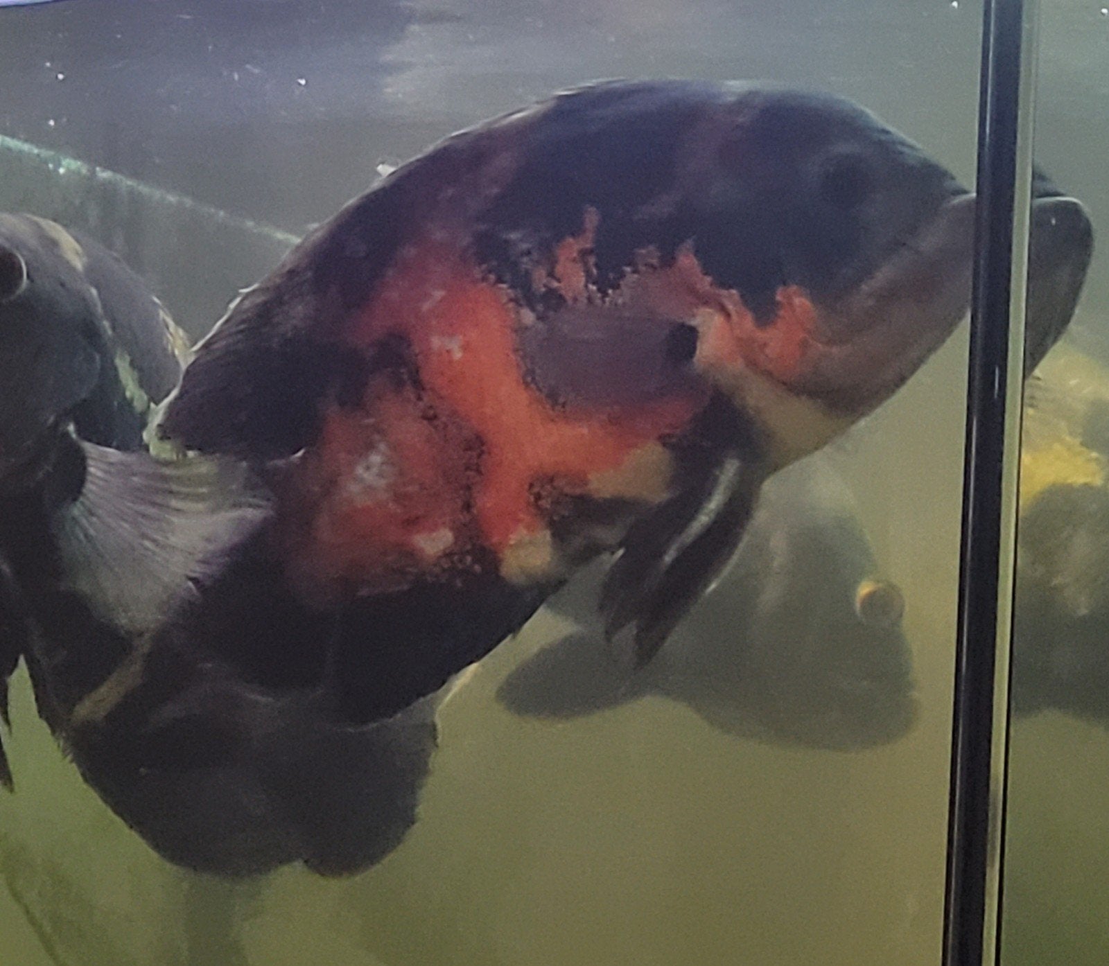 Pauwoog chiclide, Dieren en Toebehoren, Vissen | Aquariumvissen, Vis