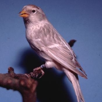 noordse barmsijzen gevraagd, Dieren en Toebehoren, Vrouwelijk, Wildzangvogel, Geringd